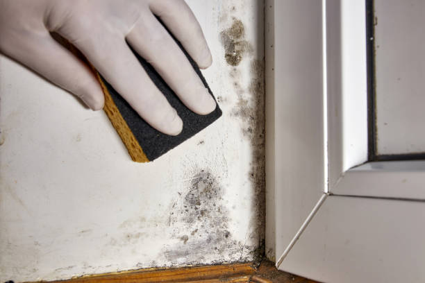 Professional Mold Removal in Lutherville, MD